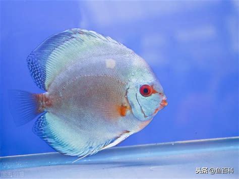 七彩魚